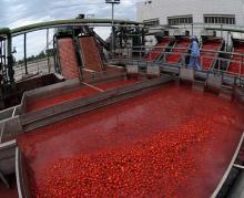 Canned Tomato paste