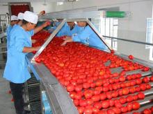 Aseptic bulk tomato paste
