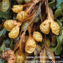  Fucus  Vesiculosus Extract