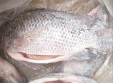 Frozen Tilapia  gutted  and  scaled 