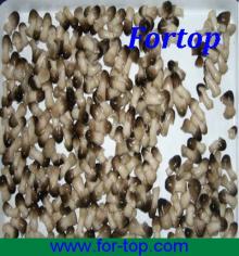 Canned Straw Mushroom in Brine