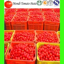 Realiable cheap  tomato   paste   exporter  factory