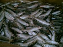 MULLET FISH PAKISTAN