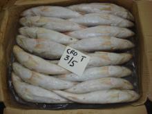 TT SILVER YELLOW CROCKER FISH PAKISTAN