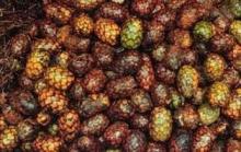 Raphia Nut (fruit)