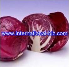 Red Cabbage