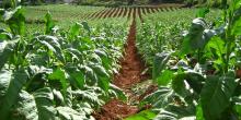 tobacco
