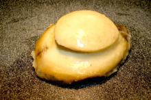 Mexican Abalone