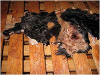 Wet salted  cow  skin,  cow   head s and animal skins,wet blue  cow   hides 