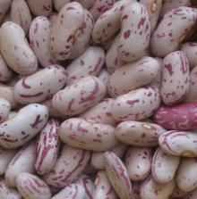 Light Speckled Kidney Bean Long Shape
