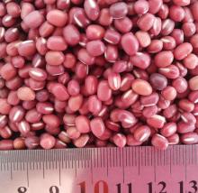 Adzuki(chinese small red bean)
