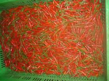  FRESH   CHILI 