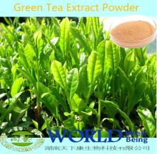 100% Nutural Green Tea Extract Powder With Tea Polyphenols And EGCG