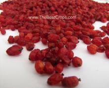 top quality barberry