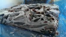 Frozen Mackerel HGT