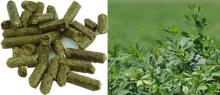 Alfalfa Pellet