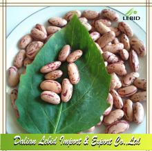 Non GMO Light Speckled Kidney Beans Long Shape/Pinto Beans