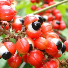 Guarana P.E.