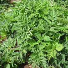  Ligusticum  wallichii P.E.