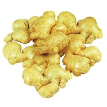  Ginger  P.E.