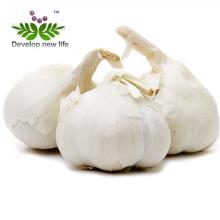 Garlic P.E.