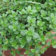  THYME 