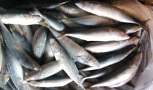 mackerel (Scomber japonicus)