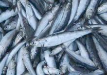 FROZEN ANCHOVY