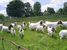 boer goat