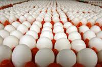  Fresh   White   Eggs  For  Sale 
