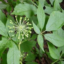 Siberian Ginseng P.E.