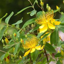 St. John's Wort P.E.