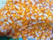  YELLOW   CORN  FROM INDIA / ARGENTINA / BRAZILE.