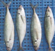 Whole Frozen Jack Mackerel