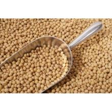 Quality Soya Beans