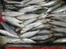 Frozen Sardine Fish For Sale