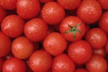 Fresh Red tomato wholesale tomatoes farm fresh tomatoes for sale