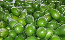 Tropical Avocados