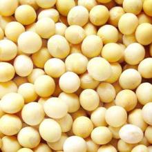Soybean Extract soy isoflavones 40%