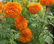 Marigold Extract