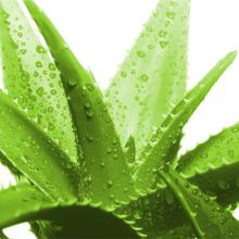 Aloe Vera EXTRACT