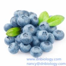 Bilberry Extract Anthocyanins 5%