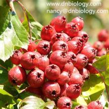 Hawthorn berry Extract Hawthorn Extract