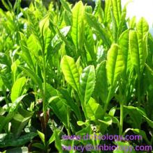 Green  tea  Extract  Tea   Polyphenols  90%