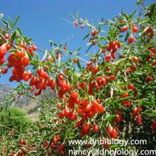 Wolfberry Extract 10:1