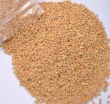 Yellow millet - glutinous type