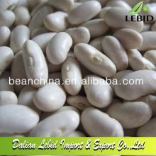 Hot Sale Organic White Kidney Beans Spanish Type