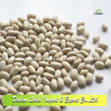 2014 Crop Small Beans Japanese Type White Kidney Beans