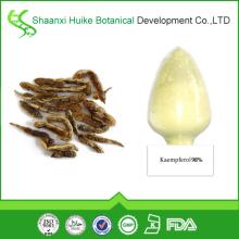 High Quality 100% Natural Natural Kaempferol