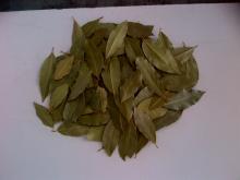 Turkish Bay Laurel Leaf ( best Bright Natural Green Color )